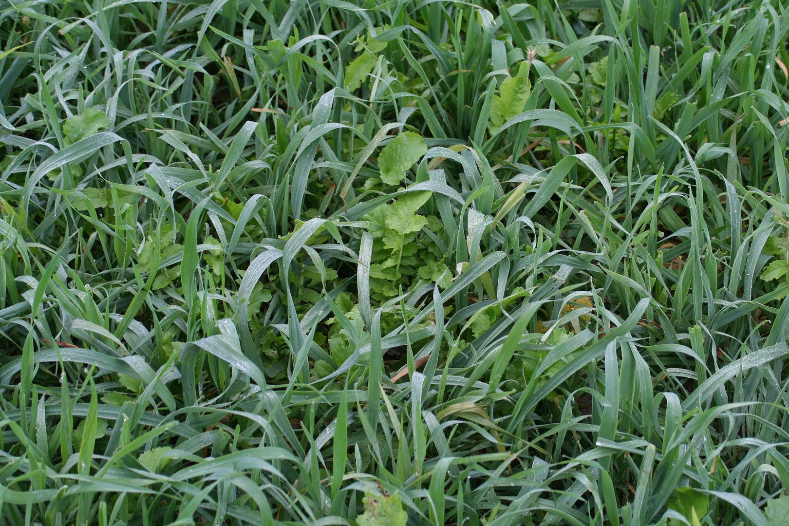 Cereal Rye, Winter Rye, Fall Rye Grain Page 21 Michigan Sportsman